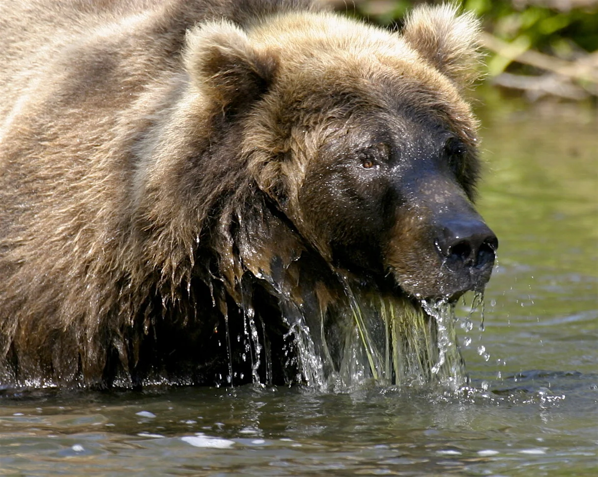 Why Be a Wildlife Photographer?