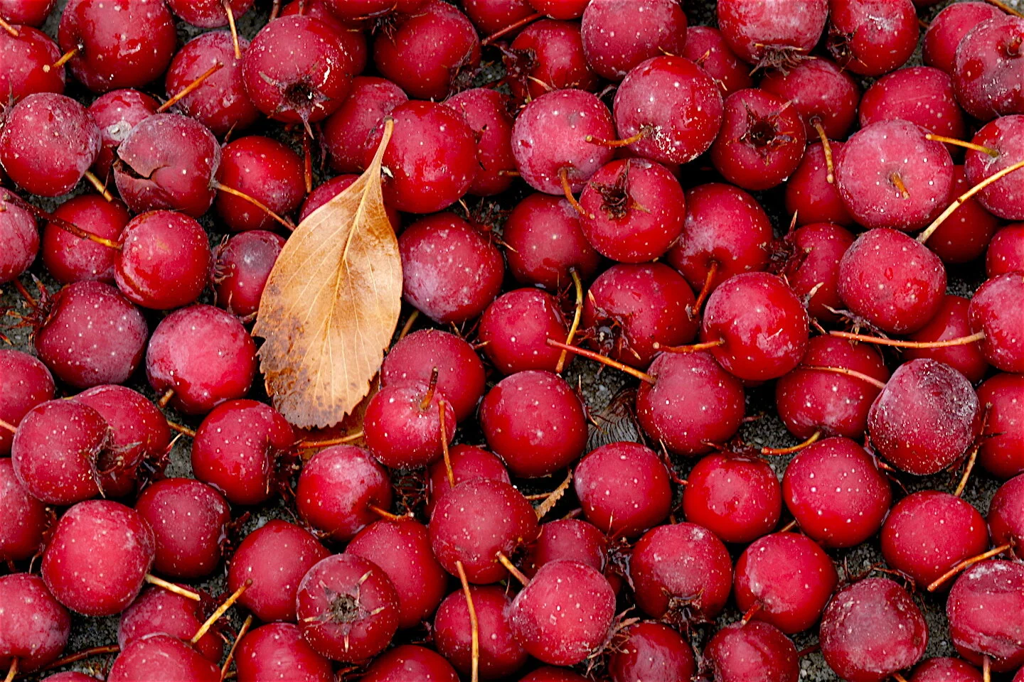 Eddy's Kitchen: Cook Apple Brandy Venison!