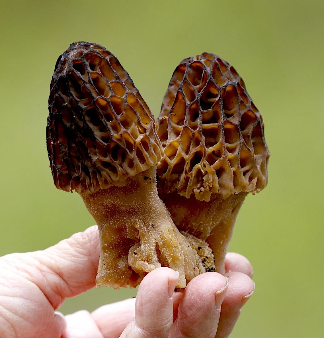 Secret Tricks for Finding Morels (Mushrooms!)