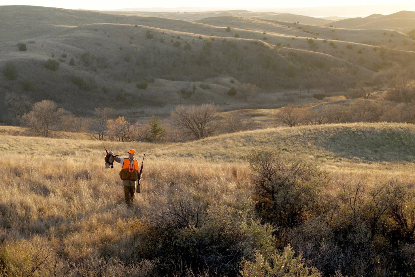 How To Hunt South Dakota Pheasants, Cheap
