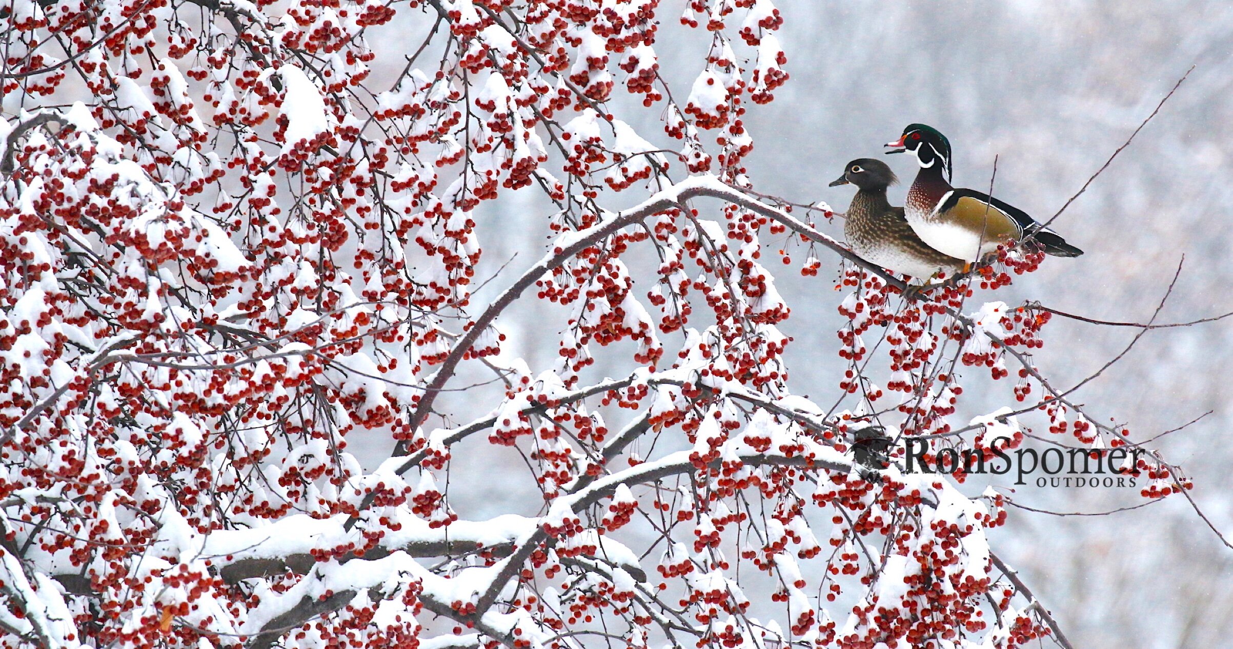 Lucky Ducks Enjoy Christmas