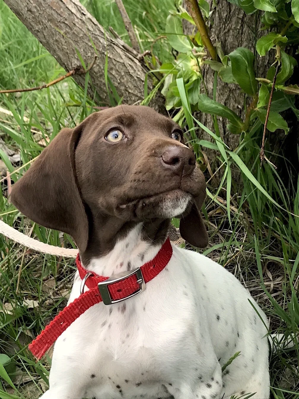 Save This Puppy! Win Bino Dock