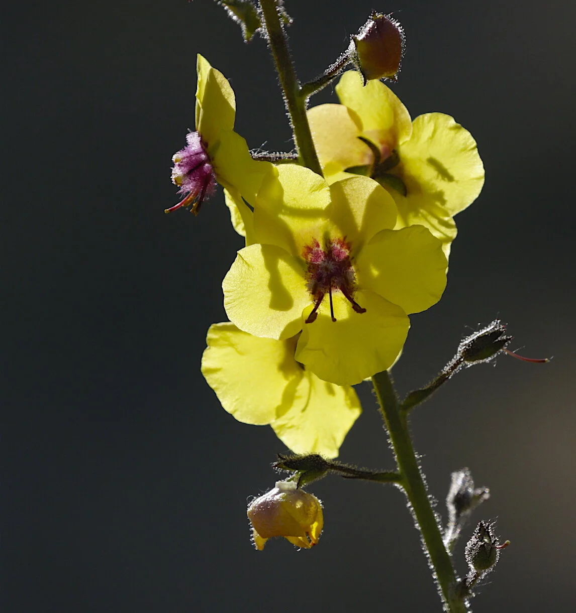 Best Photography Background Manipulation Tricks