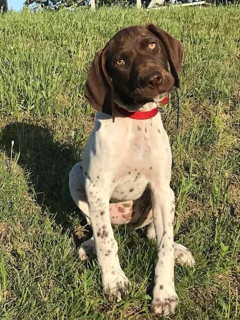 German Shorthair Gets Name, Reader Gets Bino Dock