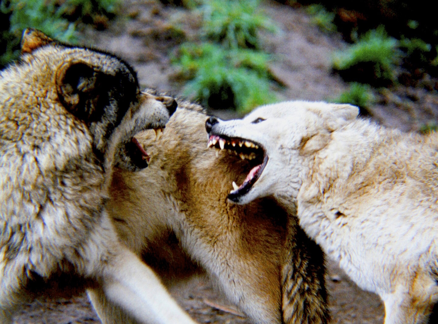 Should We Hunt Big Predators