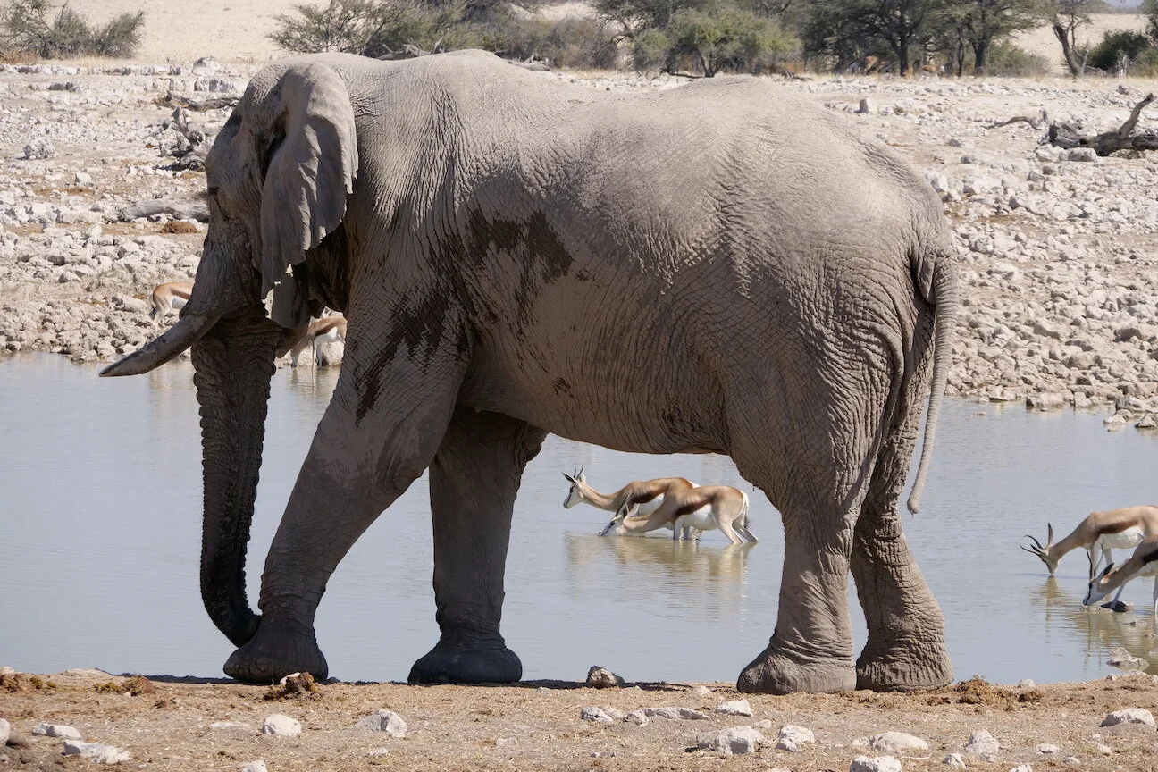 Savage Africa Rifles Ready