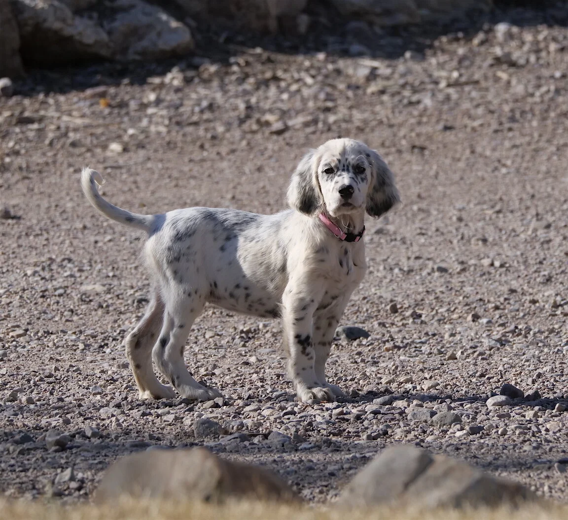 Bino Dock Winner Names English Setter