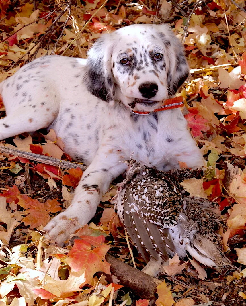 Precocious English Setter Puppy Hunts