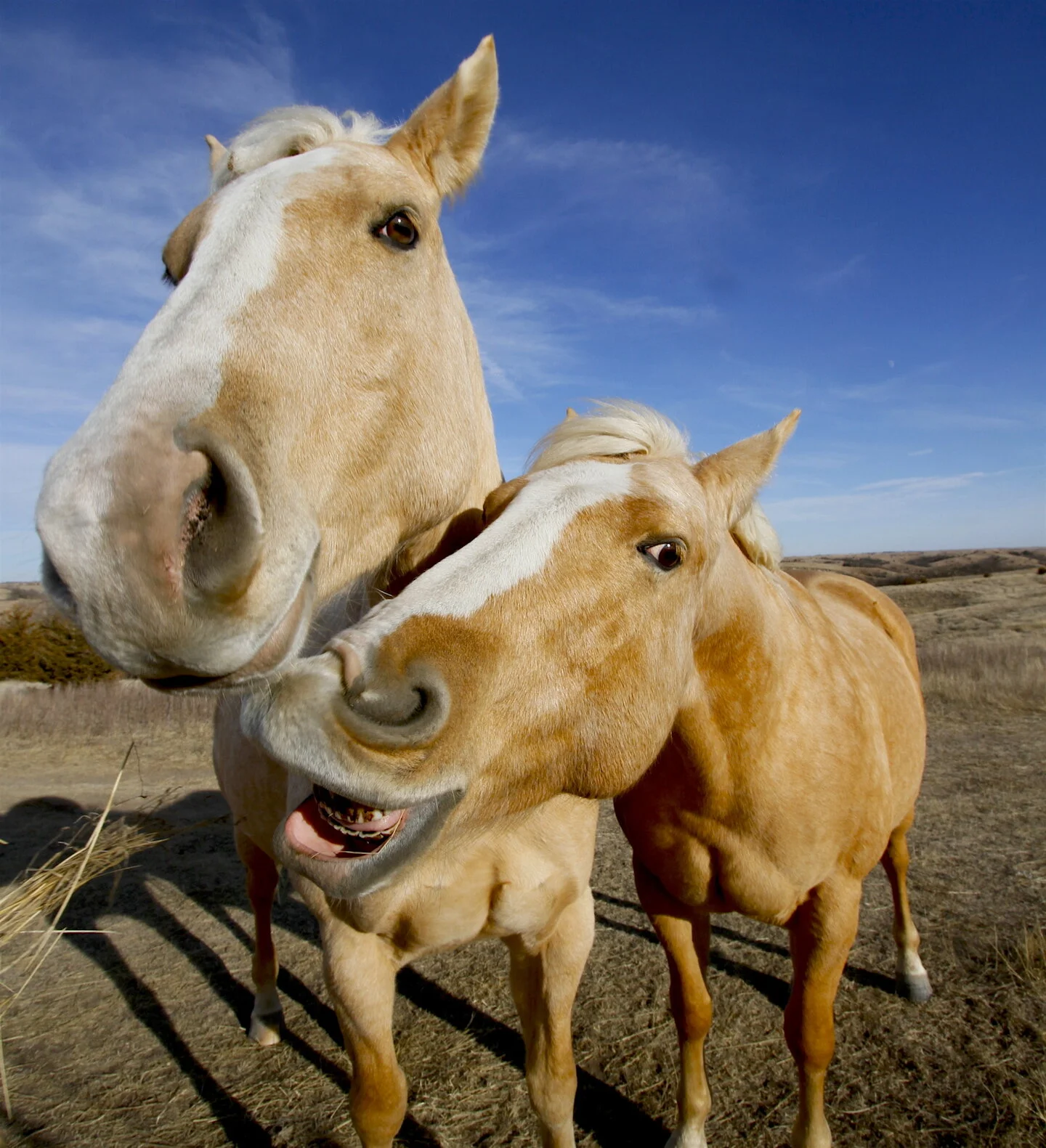 Killer Horse Drives Claycomb to Writing