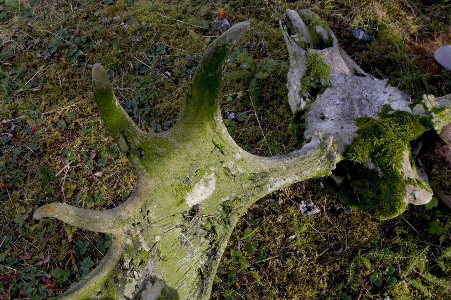 Canada Pays Hunters to Kill Moose