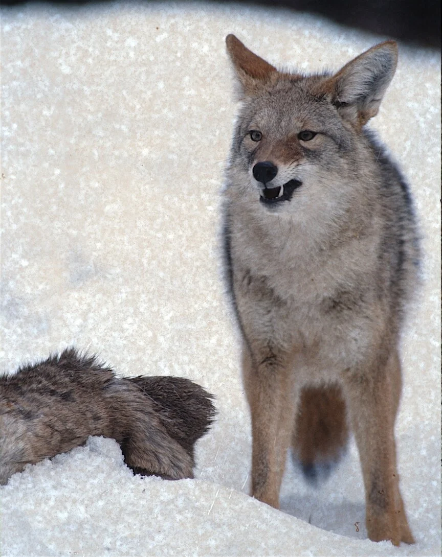 Best Coyote Cartridge Revealed