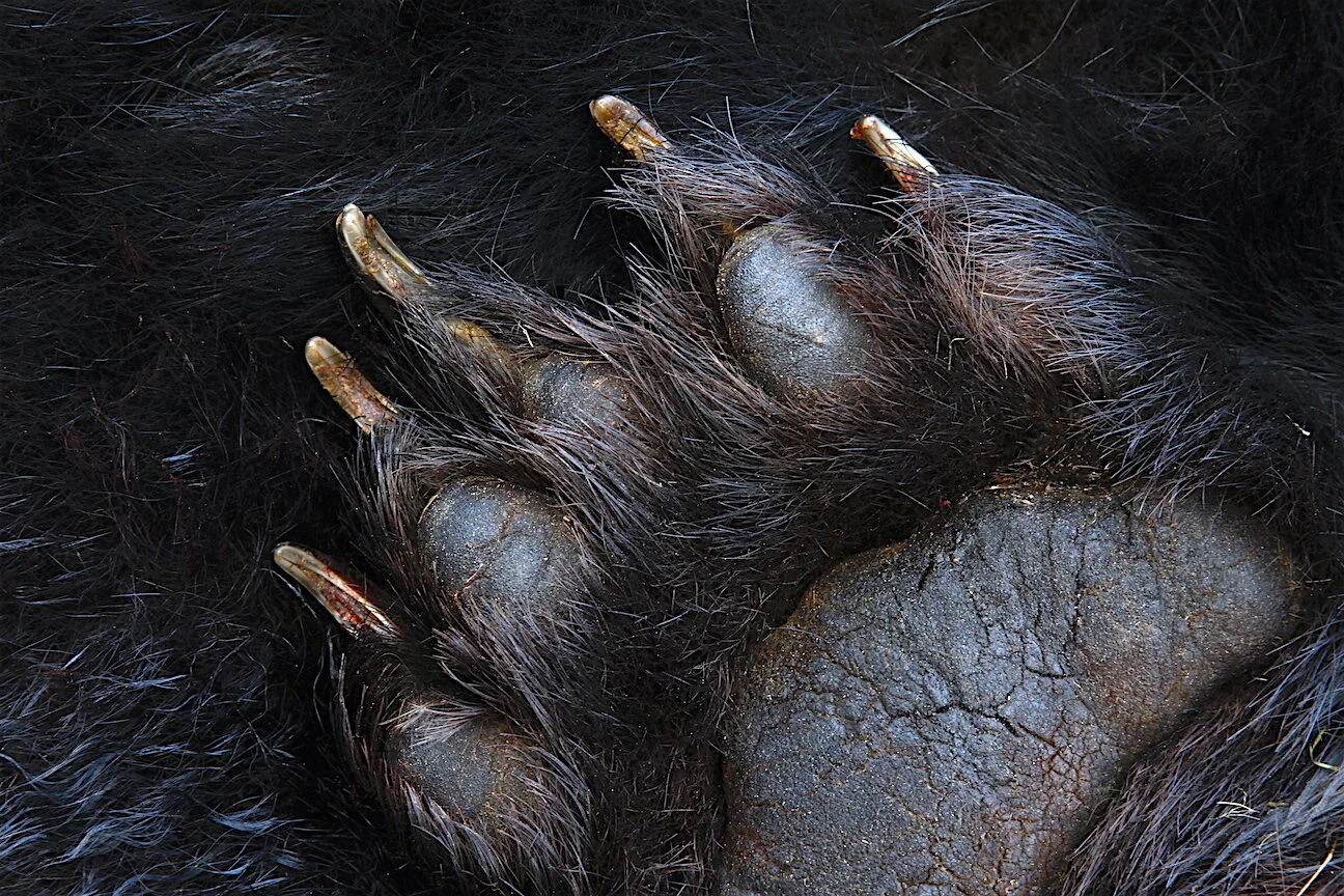 Slow, Heavy Bullets Win!