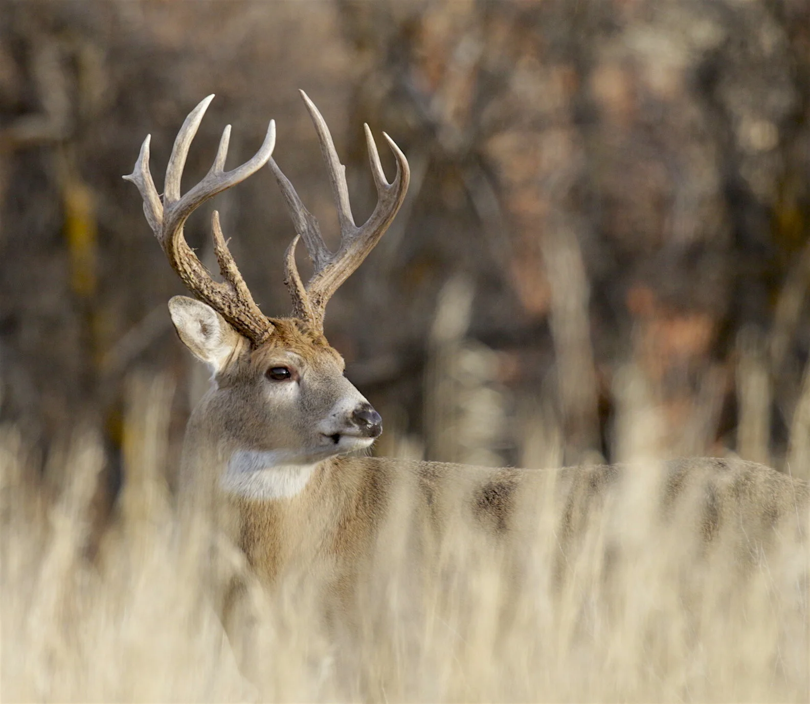 270 Winchester Whitetail Proves Tough