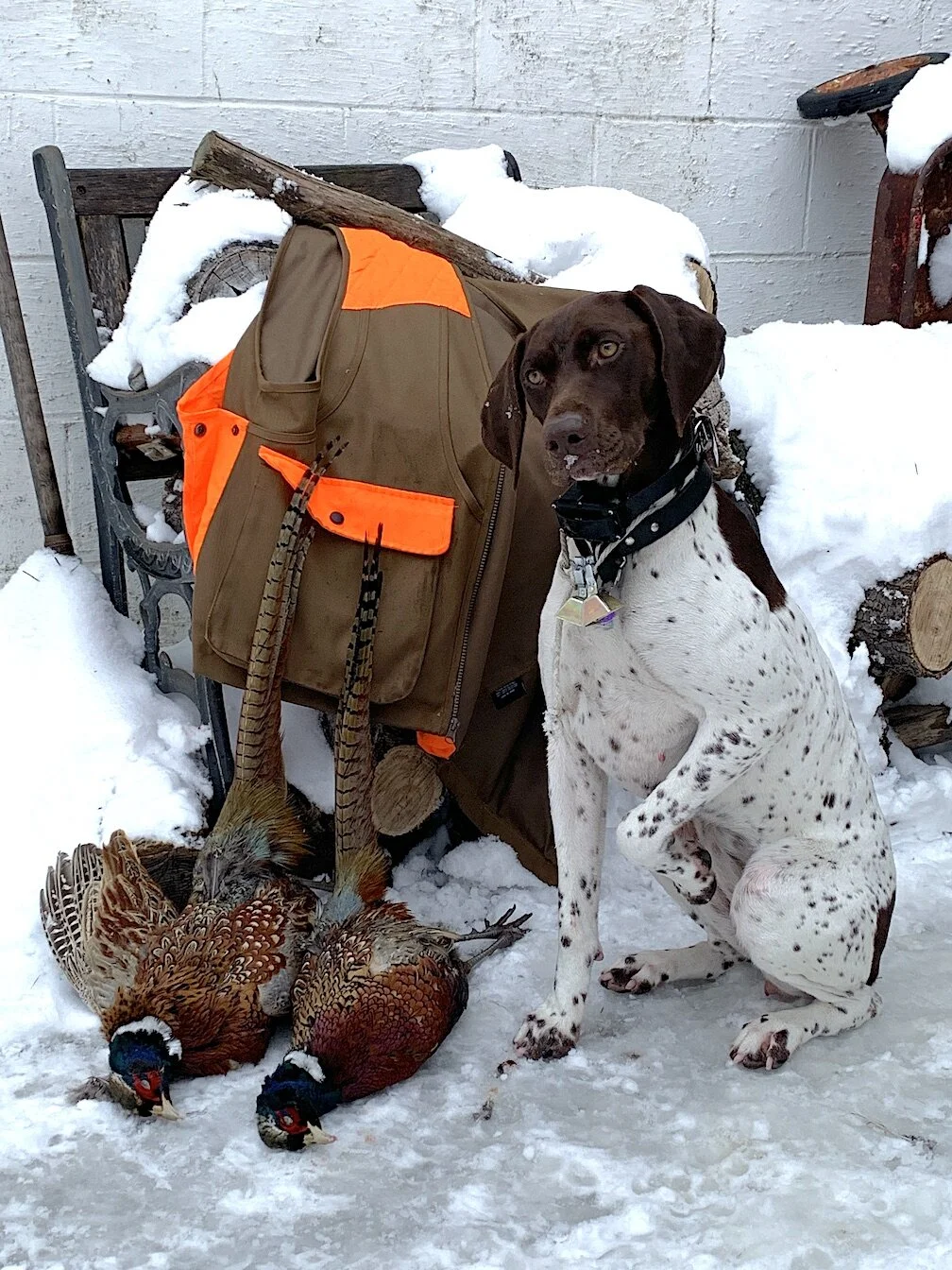 Pheasant Hunting Blizzard