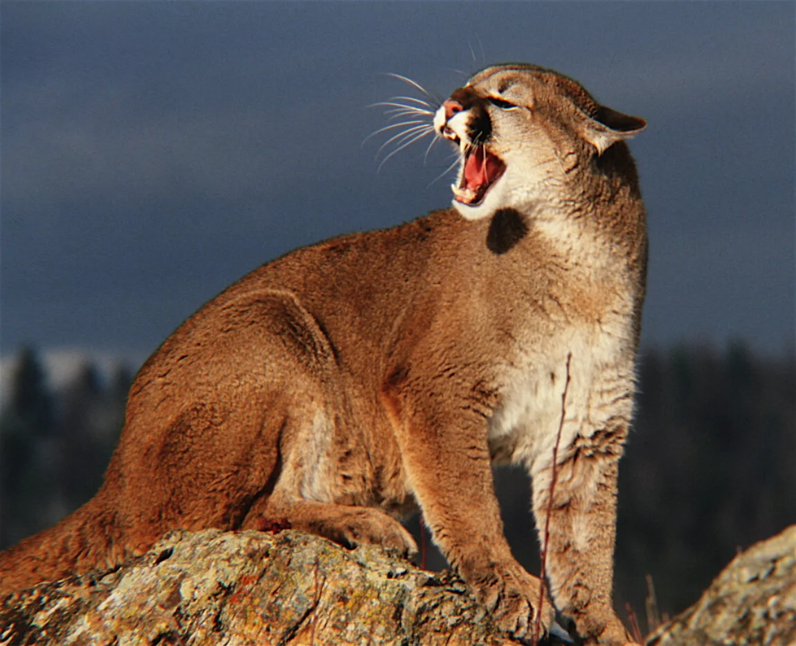 Mountain Lion Snarling