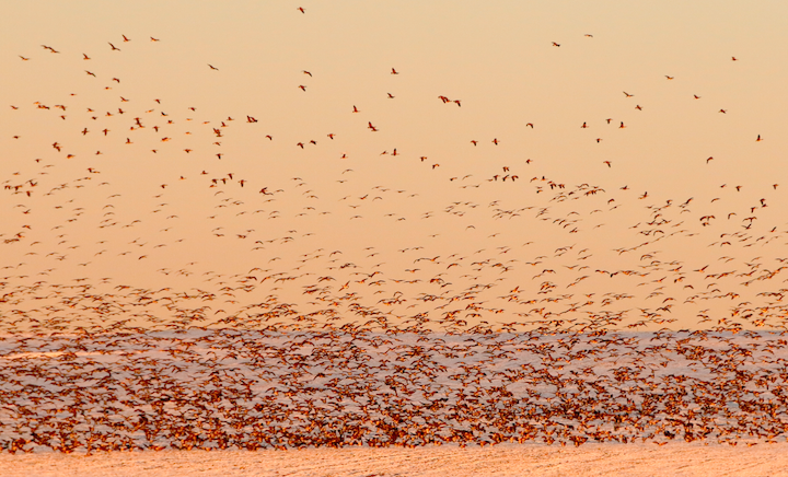 Canada-geese.png