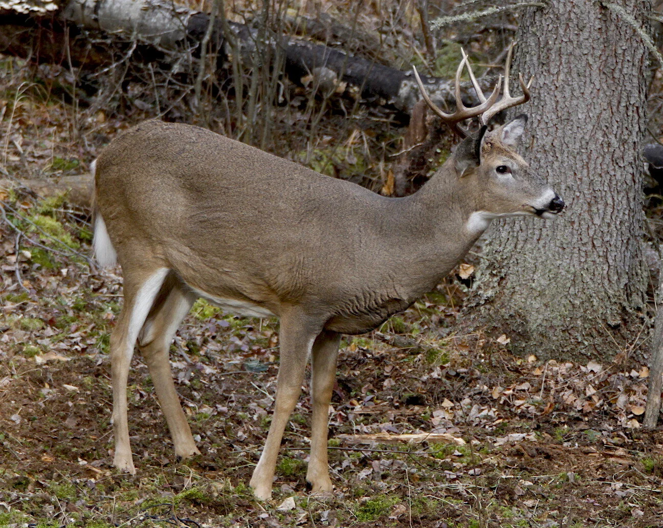 Aging Bucks by Body Traits — Ron Spomer Outdoors