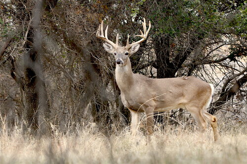 7 Reasons Why Culling Bucks Doesn't Work — Ron Spomer Outdoors