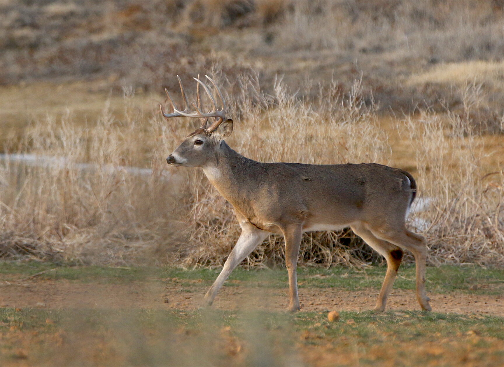 Aging Bucks by Body Traits — Ron Spomer Outdoors