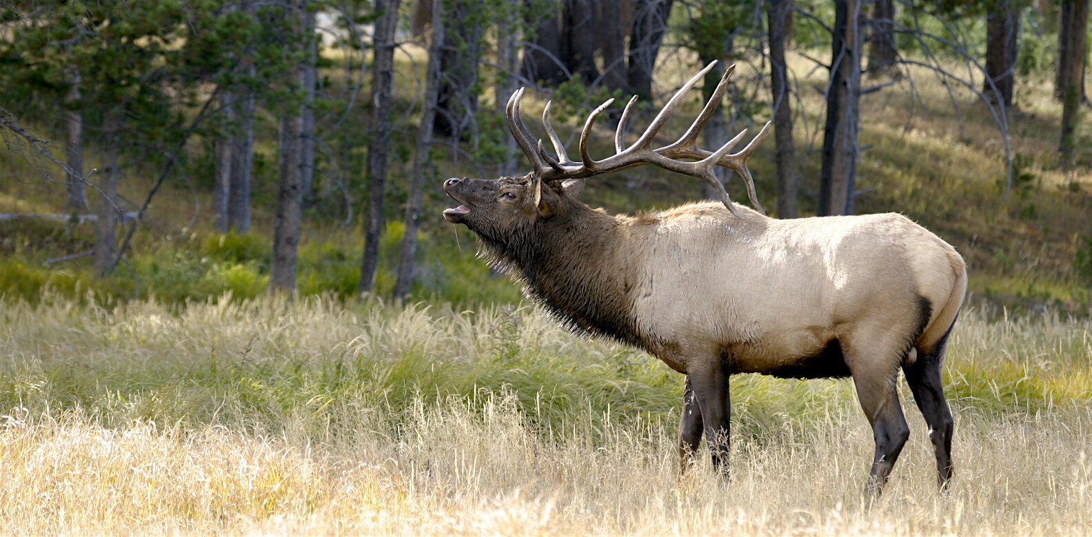 25 06 Remington Beats 6 5 Creedmoor Ron Spomer Outdoors 25 06 Remington Beats 6 5 Creedmoor Ron Spomer Outdoors