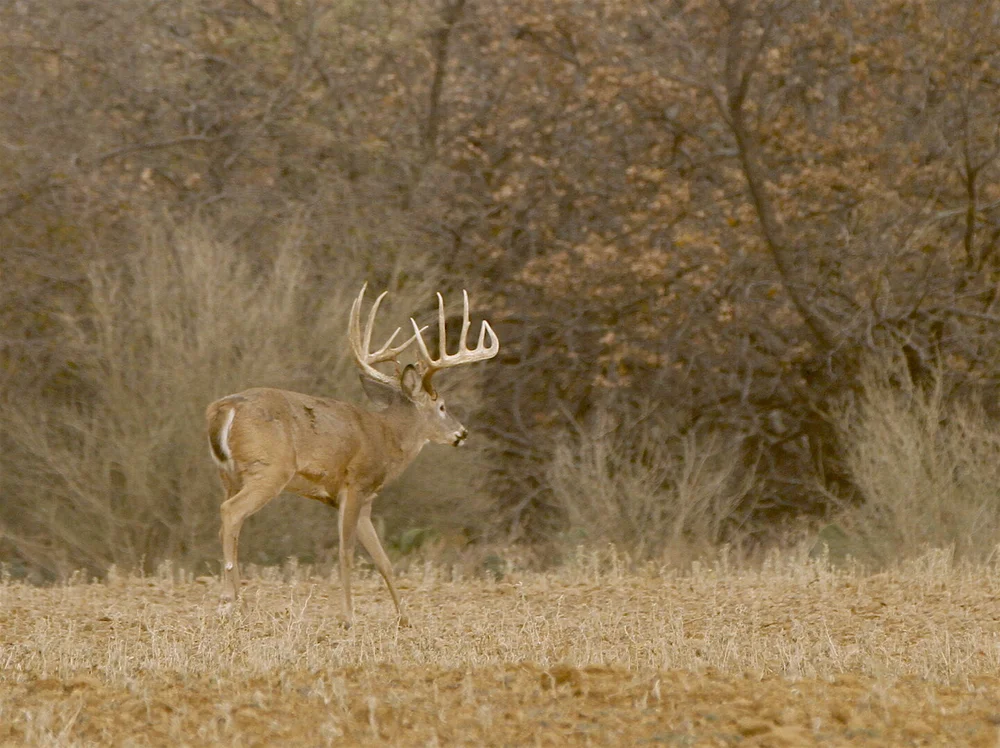 FIT TO HIT Reticle Best Hunting Scope? — Ron Spomer Outdoors