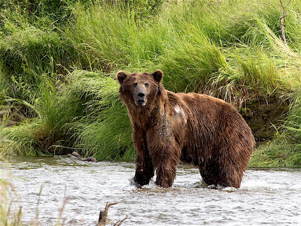 Wrong Bear and Bullet Inspire New Rifle