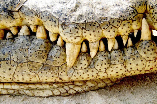 This Hunting Story Is No Croc