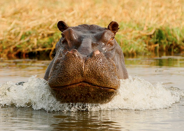 Hunting Africa's Deadliest Man-Killer