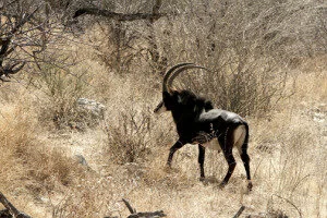 Hunt a Sable If You're Able