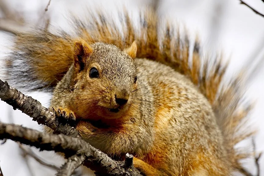 Anti-Hunters Say Squirrel Hunting Leads to Gun Violence 