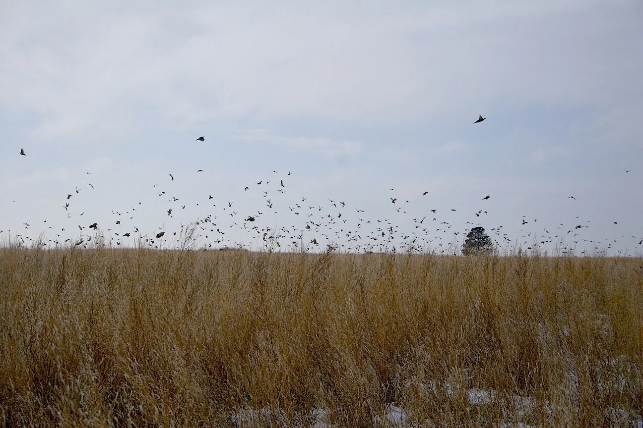 Bird Habitat Hope? 
