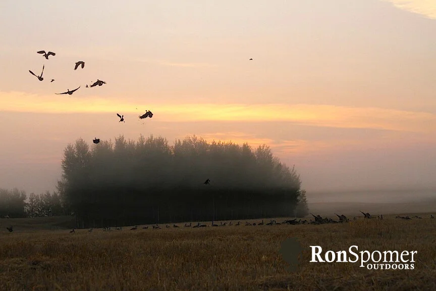 Ducks & Geese Aplenty in B.C.