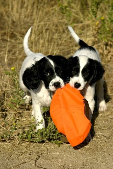 Puppies Make Spring Happy