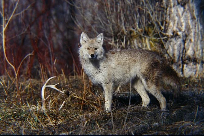 Test Targets Coyotes to Aid Mule Deer