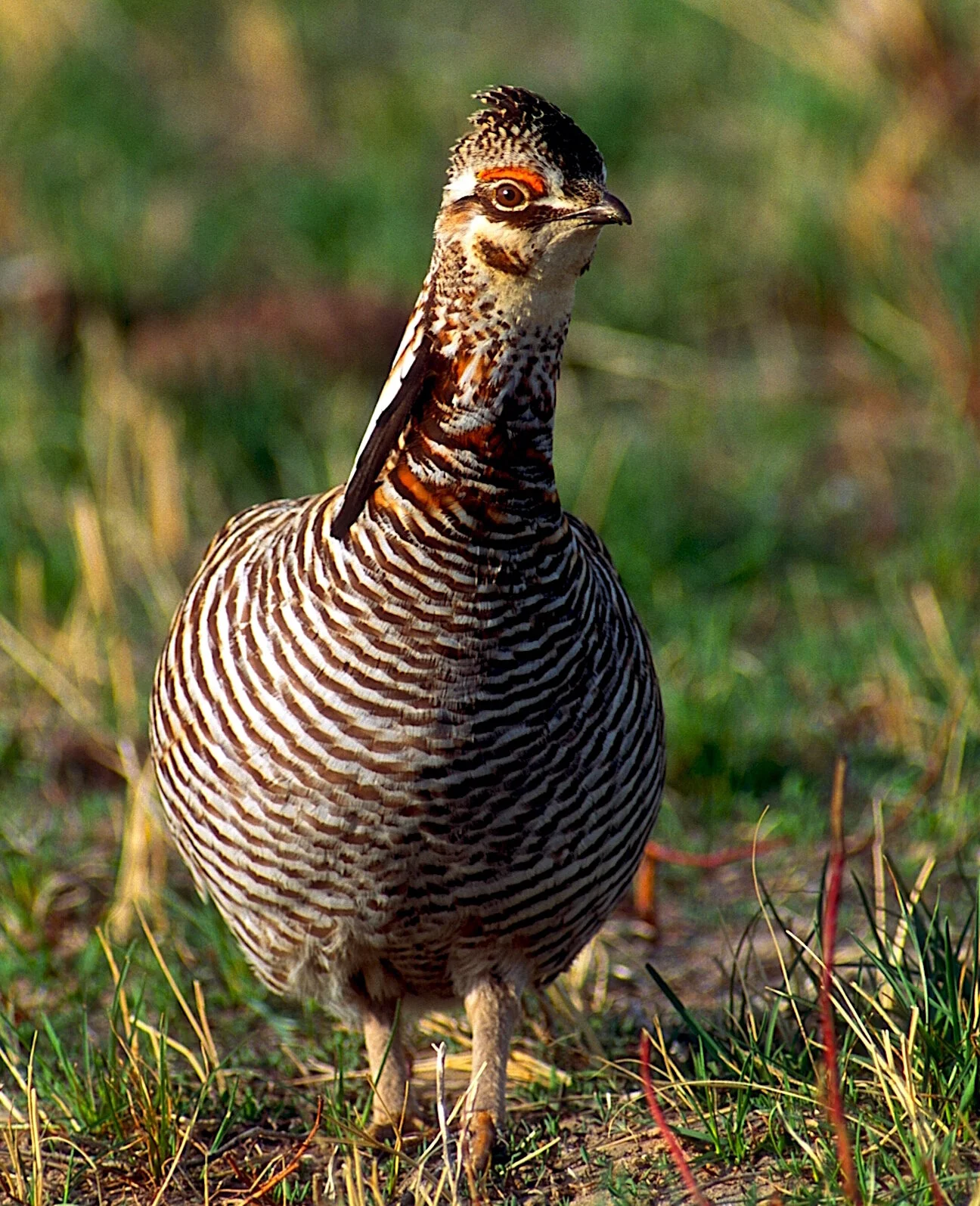 Episode 8 - Completely Chicken: Prairie Chicken