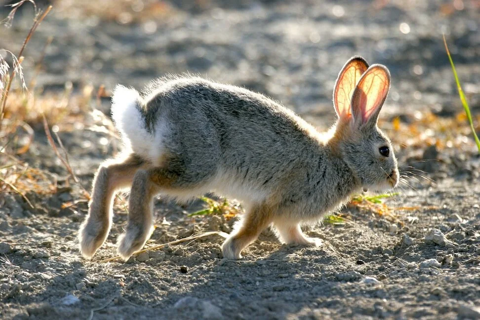 The Accommodating Cottontail