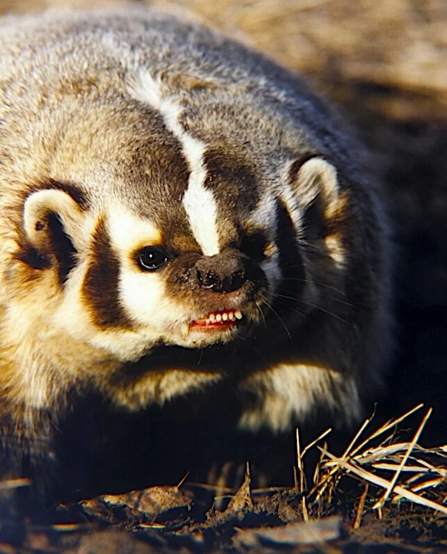 Badger snarl - Ron Spomer.jpg