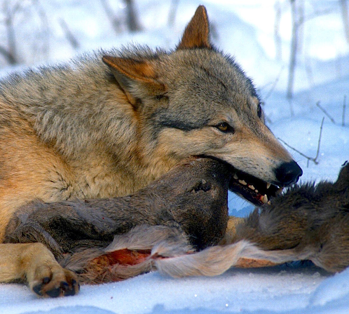 Coyote Eating Deer - Ron Spomer.jpg
