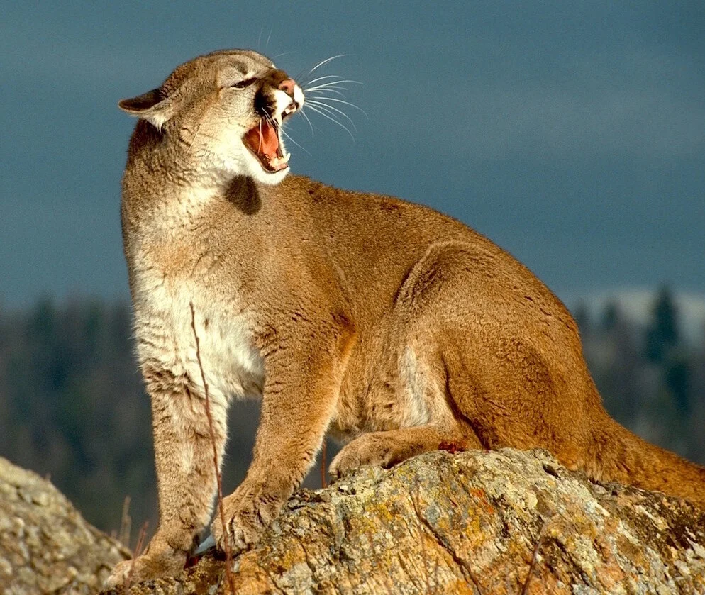 Lion - Ron Spomer.jpg