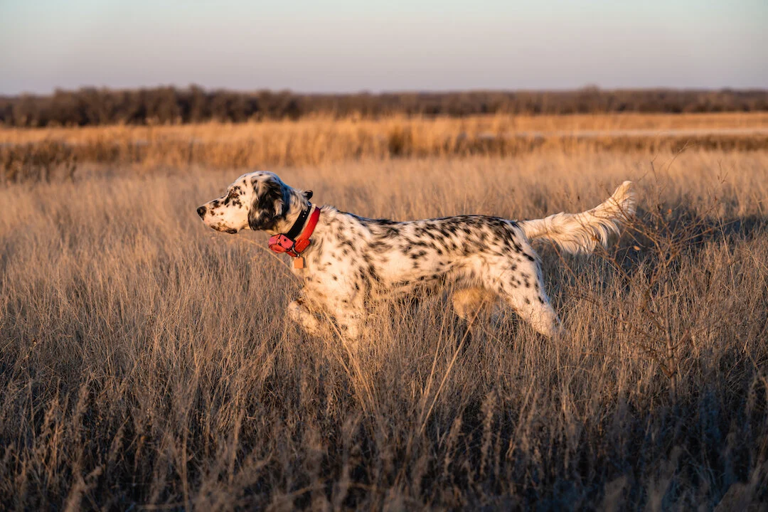 Working With a Professional Dog Trainer