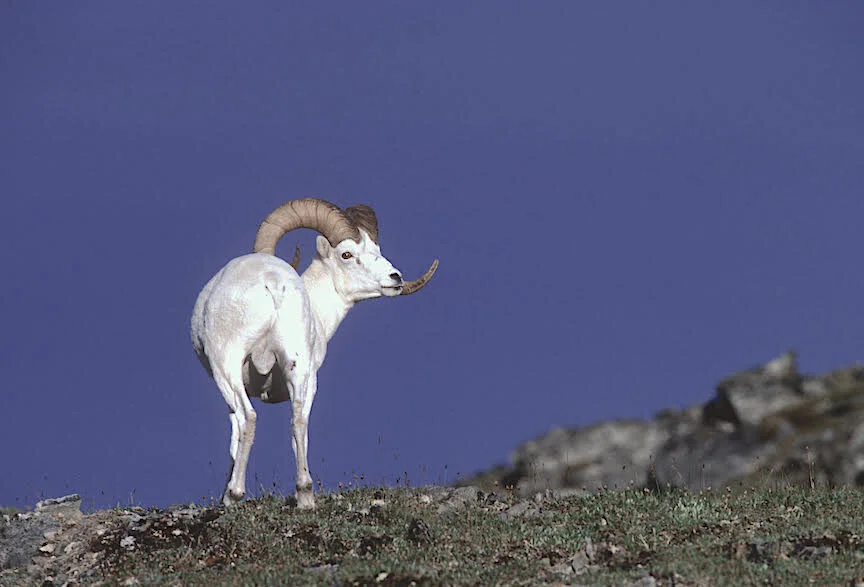 Headless Ram