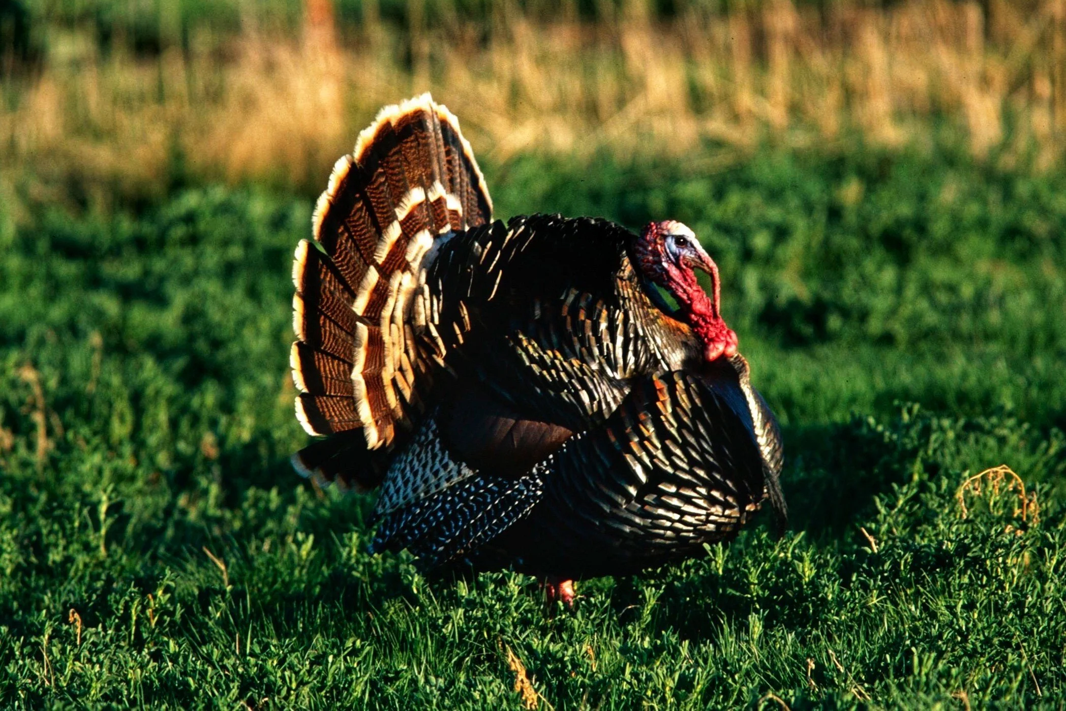 How to Hook a Hunter With a Turkey