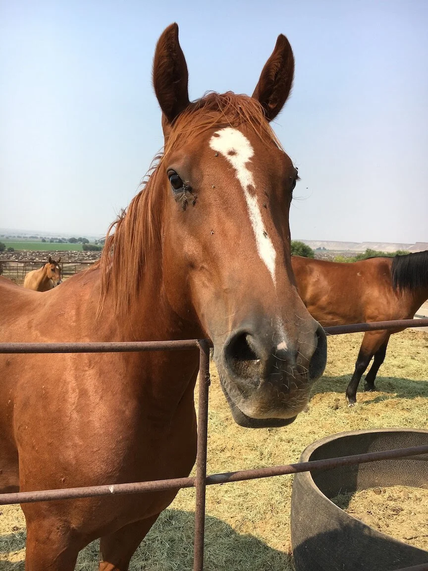 Sacrificing Native Wildlife for Sacred Icons
