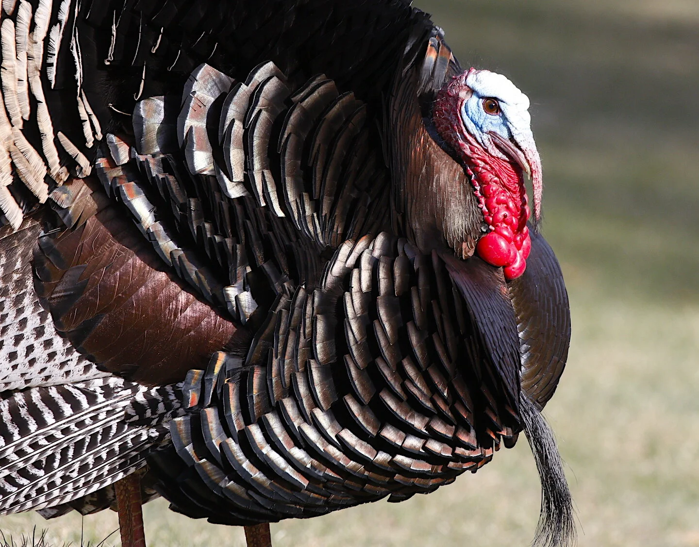 Why Late Season Turkey Hunting Can Be Best