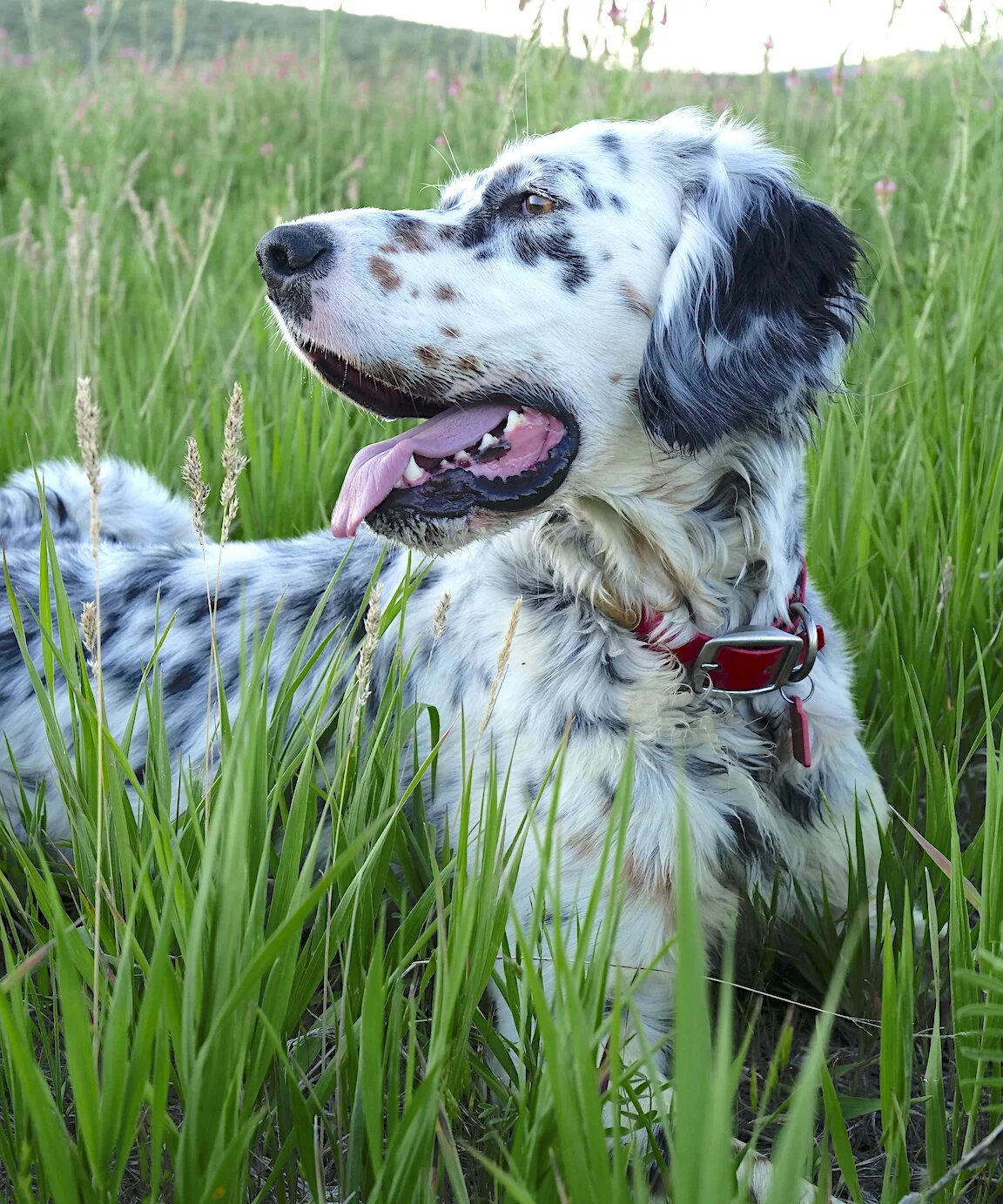 Only Optimists Own Bird Dogs