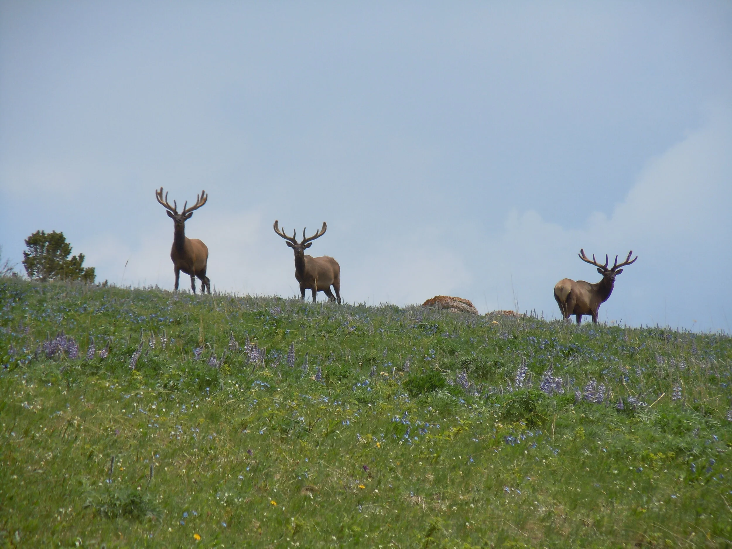 Elk bulls spending a day grazing in the summer high country