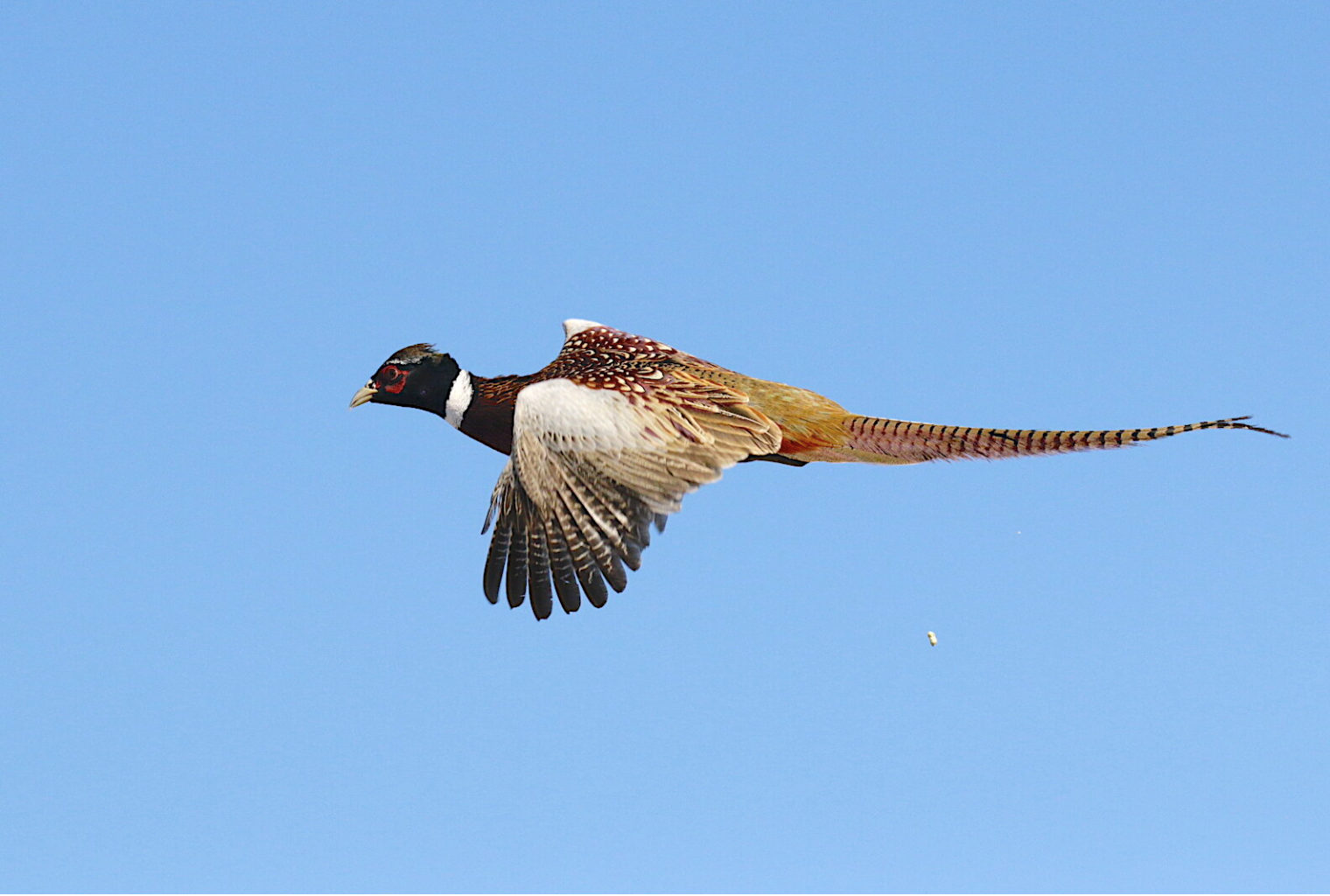 World Class Pheasant Hunting 
