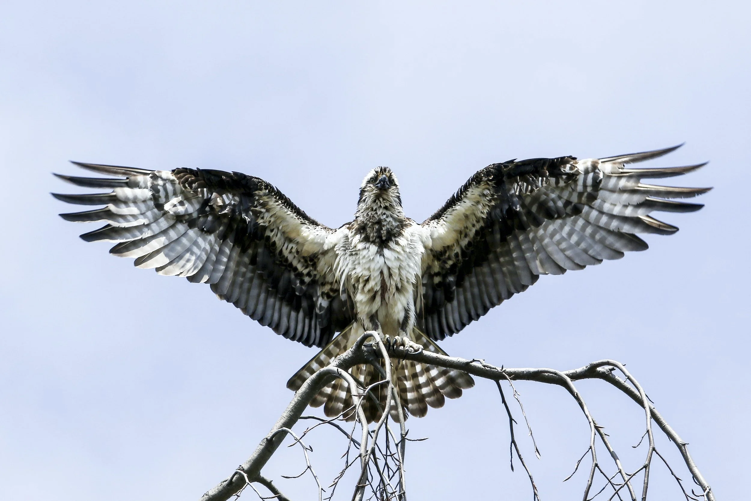 Osprey Adventure