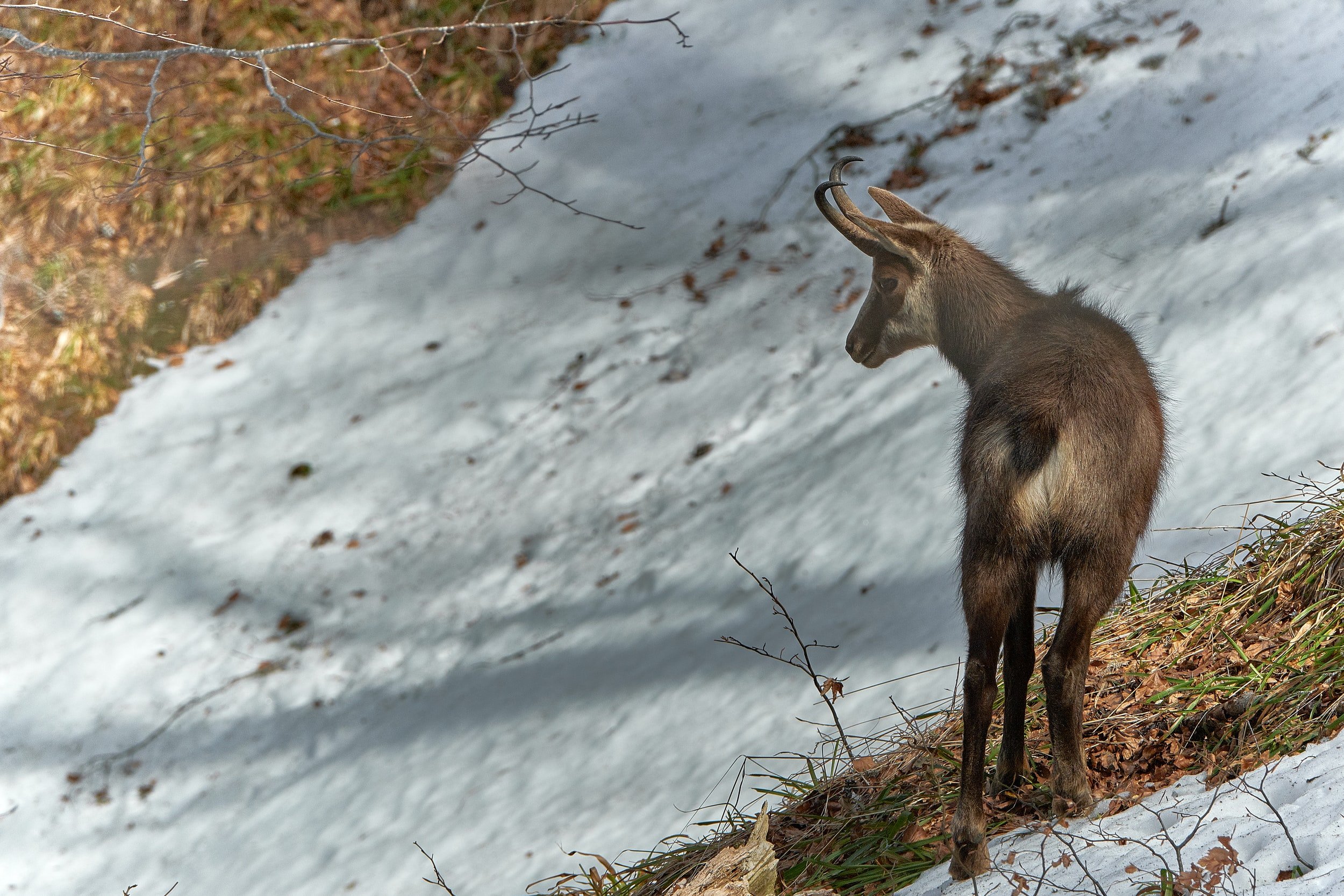 Black Devils of The Alps — Ron Spomer Outdoors