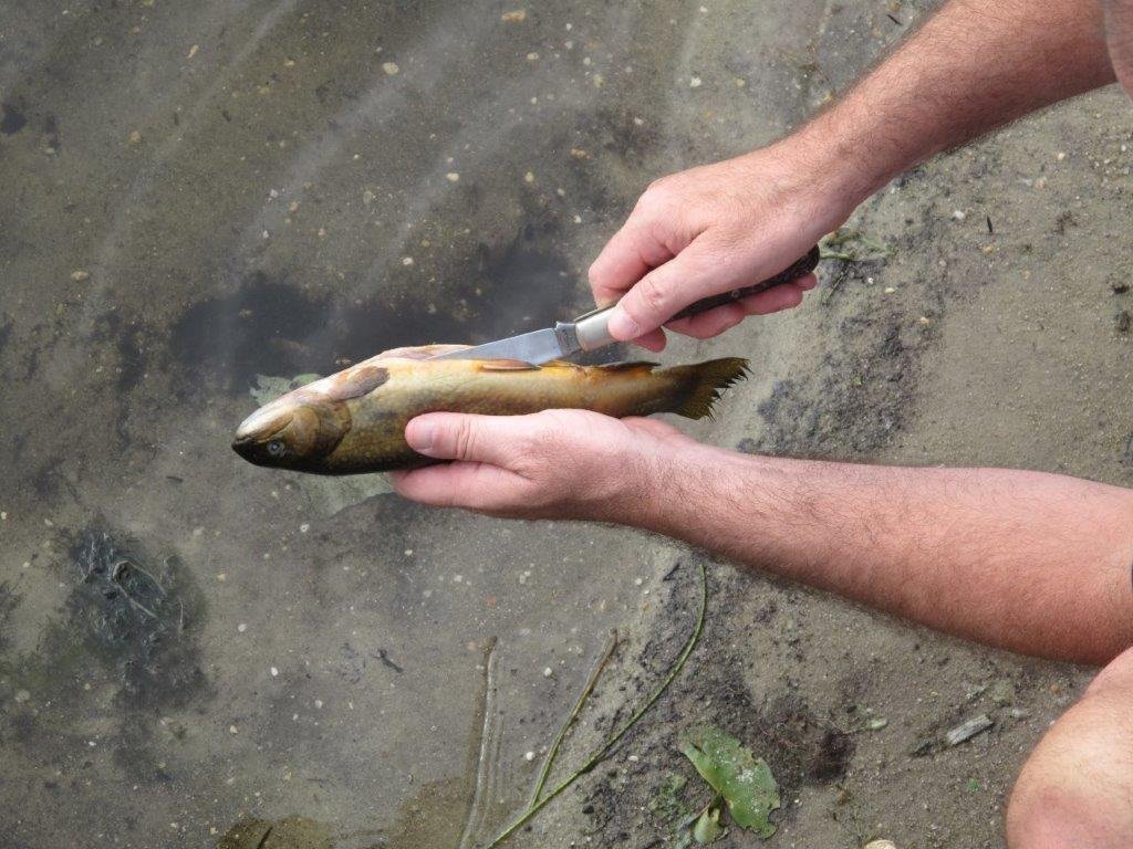 To Catch A Trout — Ron Spomer Outdoors